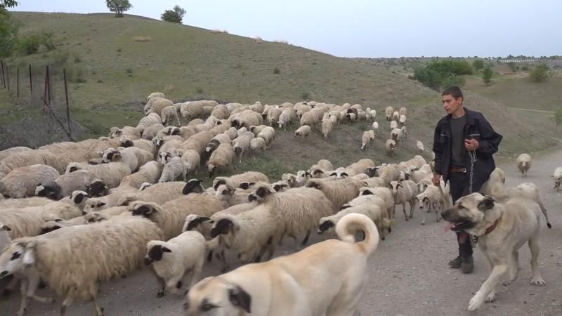 Amasya’da koyun sürülerinin yayla göçü erken başladı