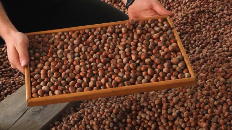 Giresun’da güncel fındık fiyatları 128-130 lira arasında