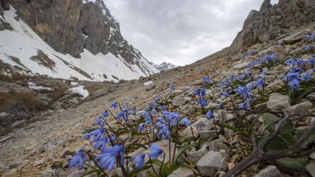 Karların eridiği Munzur Dağları’nda mavi kardelenler ve süsenler açtı