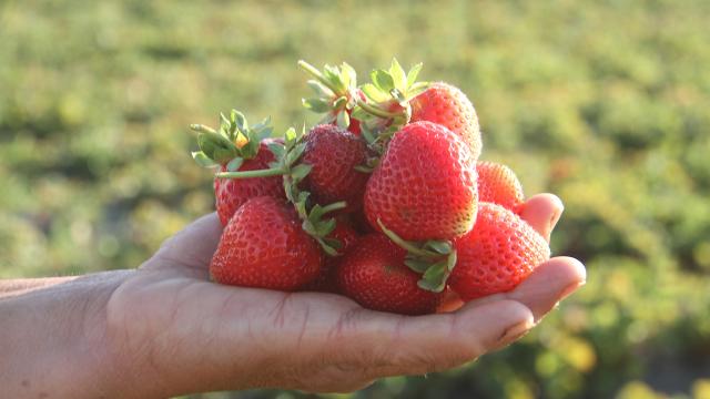 Hüyük çileği ve Söke pamuğu AB tescili alacak