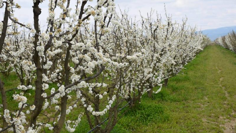 İklim değişikliği meyvede rekolte kaybına neden oluyor