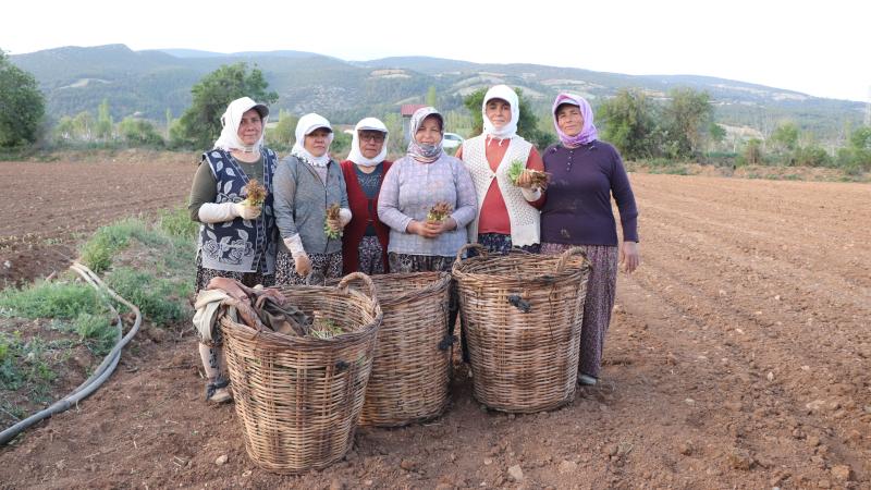 Tütün ambarı Denizli’de fideler toprakla buluştu