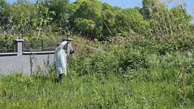 Balıkesir’de haşere ile mücadelede sürüyor