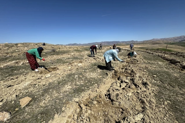 Elazığ’da Amerikan tuz çalısı ile mera ıslah çalışması yapıldı