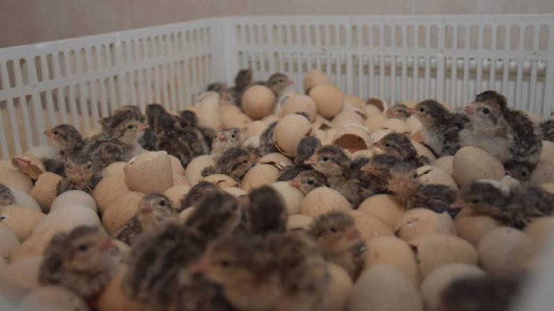 Gümüşhane’den 15 şehre keklik gönderilecek