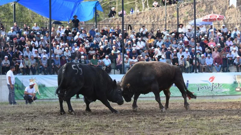 “Yusufeli Geleneksel Derekapı Boğa Güreşleri” sona erdi