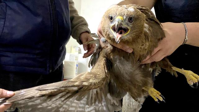 Kars’ta yaralı bulunan kızıl şahin tedavisinin ardından doğaya salınacak