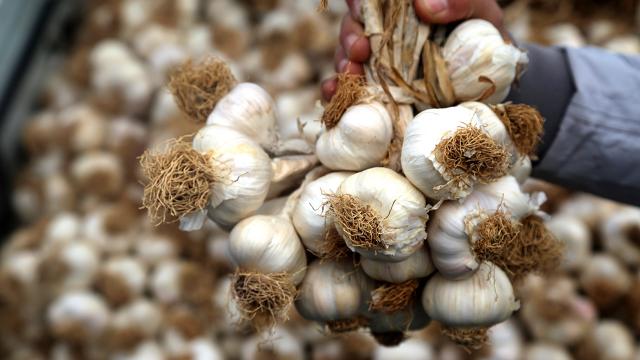 Hasankeyf’e özgü “mehina sarımsağı” coğrafi işaretle tescillendi