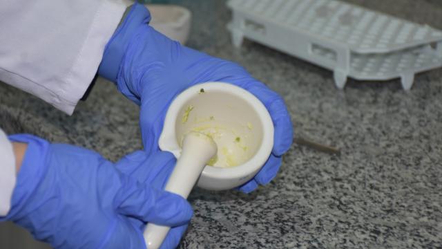 Patatesin parmak izi çıkartılarak genetik tabanı oluşturuluyor