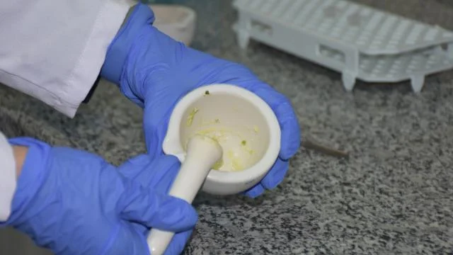 Patatesin parmak izi çıkartılarak genetik tabanı oluşturuluyor