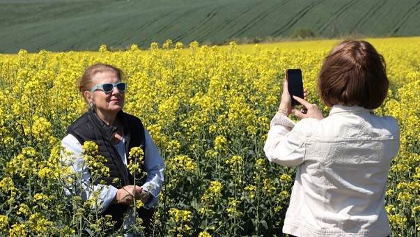 Çiçek açan kanola tarlaları ziyaretçi akınına uğruyor