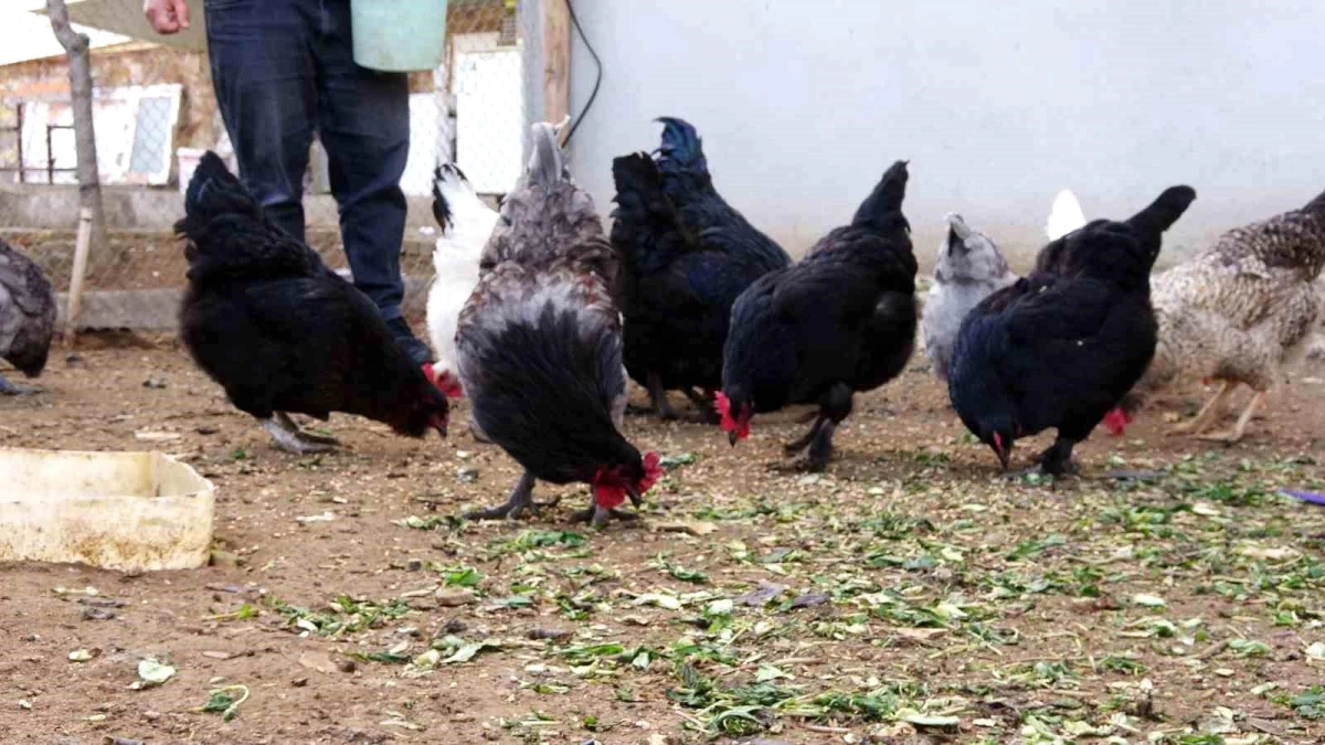 Yozgat’ta Araucana cinsi tavukların yeşil yumurtaları ilgi görüyor