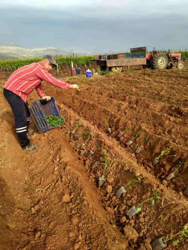 Sarıgöl’de Yazlık Sebzelerin Fidanları Toprakla Buluşuyor