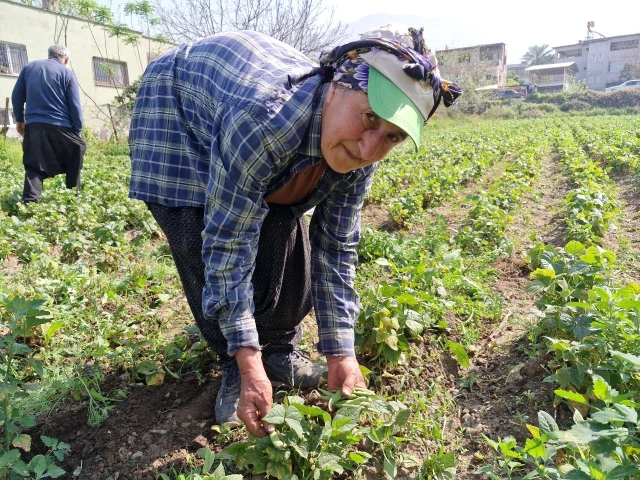 Hatay’da Fasulye Tarlada 80-100 TL Arasında Alıcı Buluyor