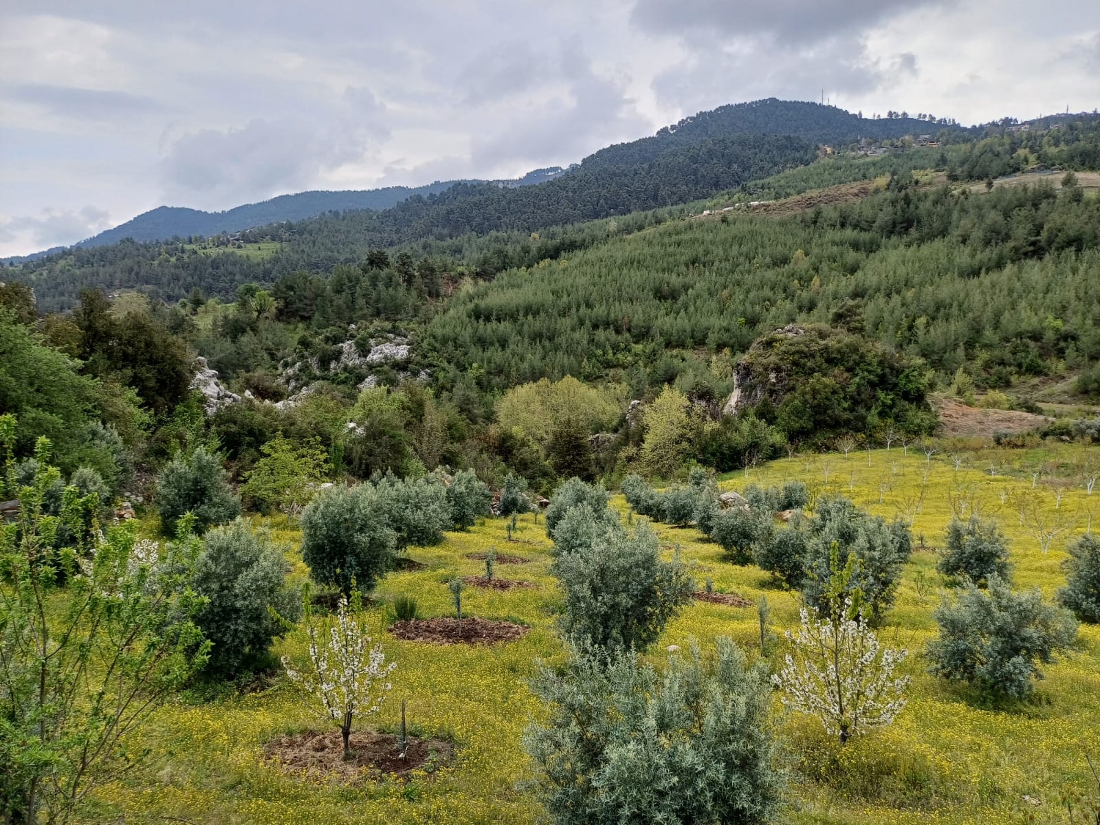 Ayvagediği’ne Bahar Gelmiş…