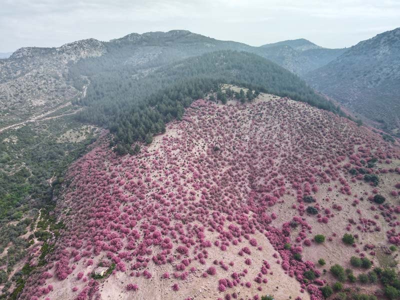 Zakkumlar çiçek açtı: Dağlar renklendi