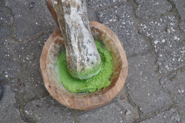 İşte altın değerindeki şifalı bitki