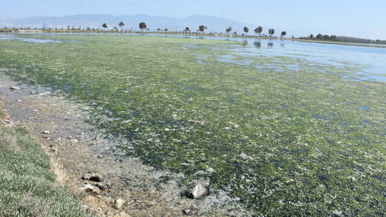Yüzlerce kuş türüne ev sahipliği yapan Çakalburnu Dalyanı deniz maruluyla kaplandı
