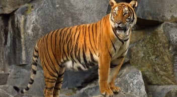 Soyunun Tükendiği Düşünülen Cava Kaplanları Aslında Hayatta Olabilir