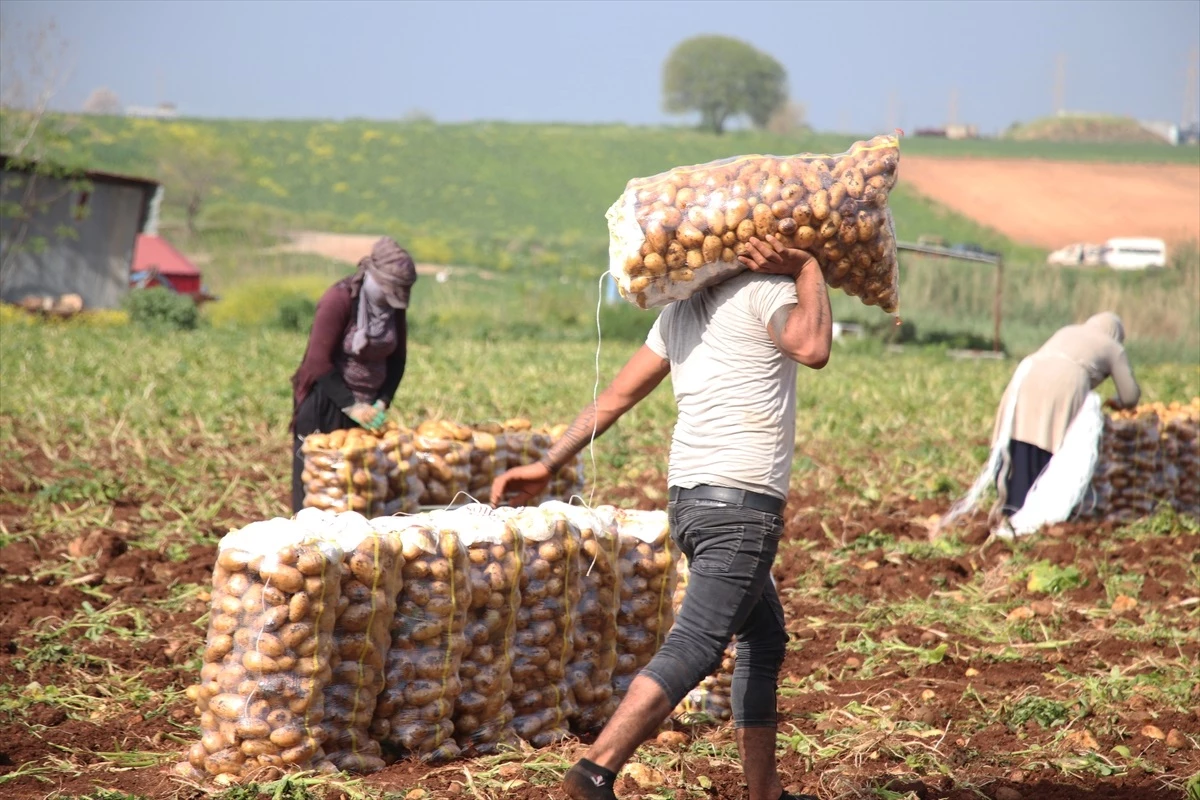 Adana’da Erkenci Patates Hasadı Başladı