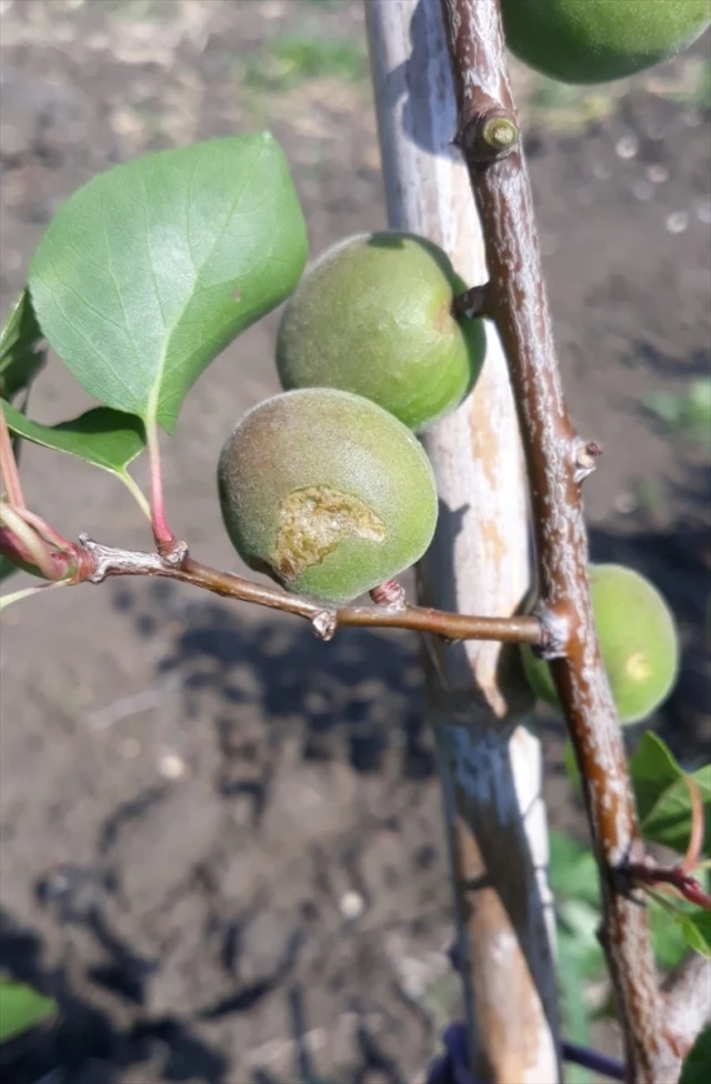 Tarsus’ta Dolu Zarara Yol Açtı