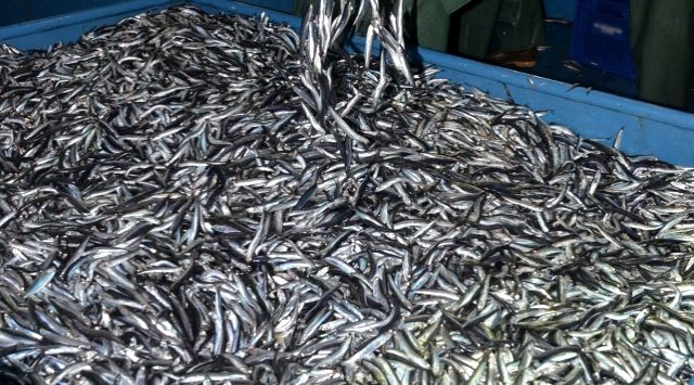 Türkiye’nin Hamsi İhracatı Yüzde 33 Arttı
