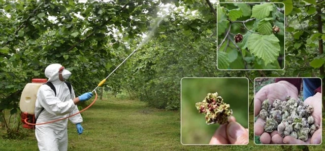 Ordu Tarım ve Orman Müdürü: Fındık üreticileri kozalak akarıyla mücadeleye başlamalı