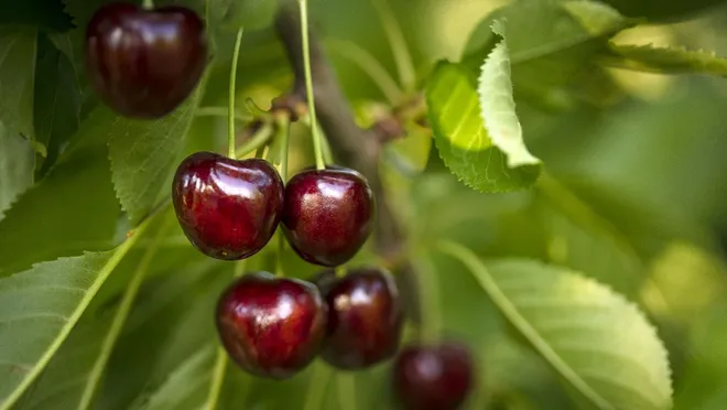Manisa’da sezonun ilk kiraz hasadı yapıldı