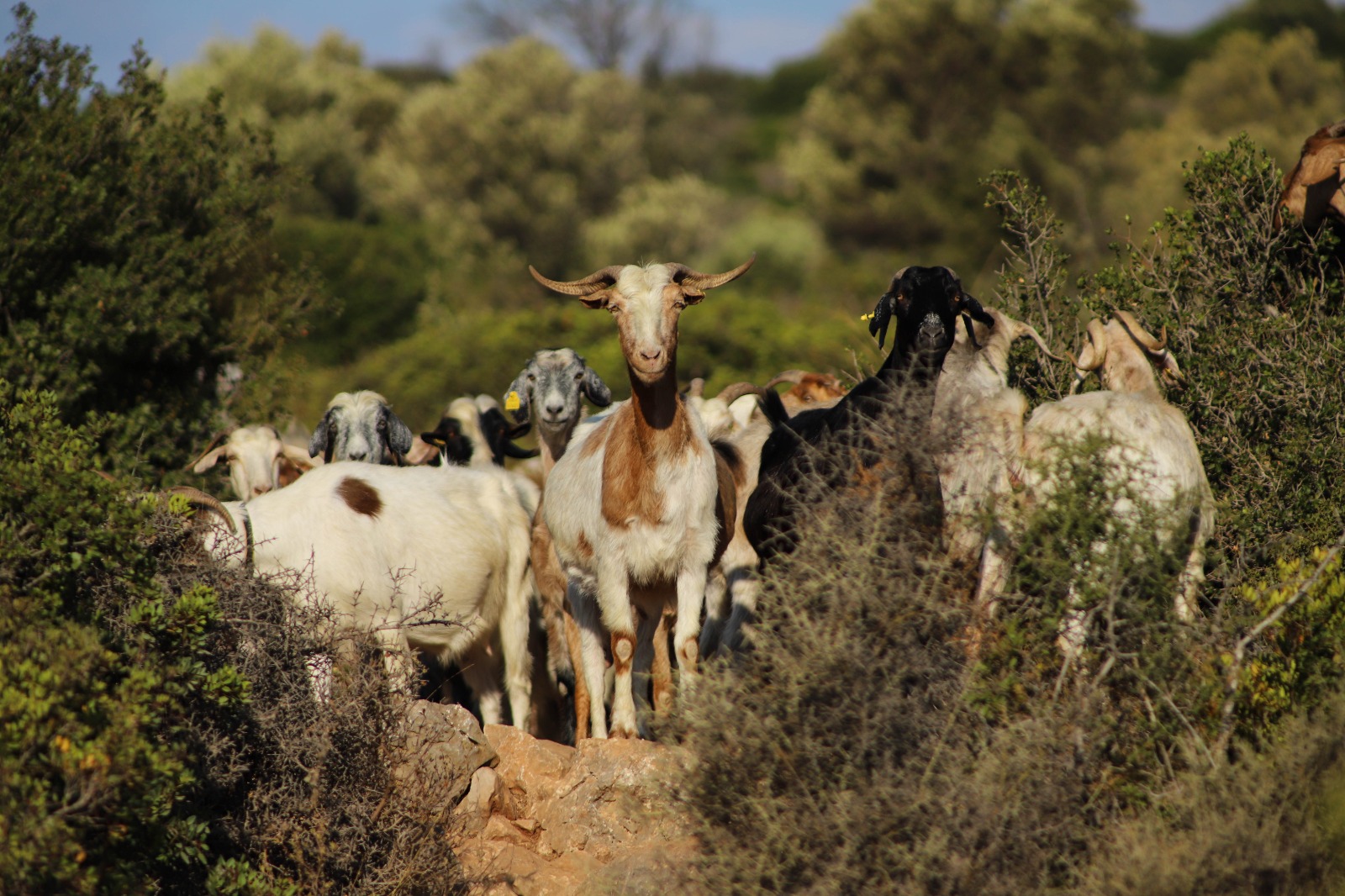 Antalya Büyükşehir Belediyesi, Korkuteli’de çoban haritası dağıttı