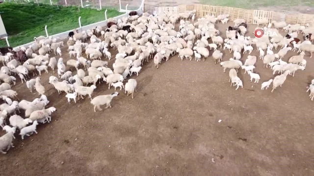 Öğretmenliği bıraktı, köyüne dönüp koyun yetiştiriciliğine başladı