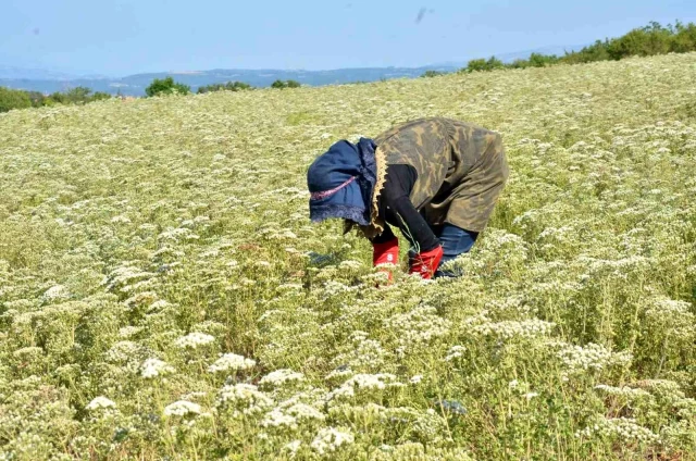 Türkiye, Dünyanın Kekik İhtiyacının Yüzde 89.6’sını Karşılıyor