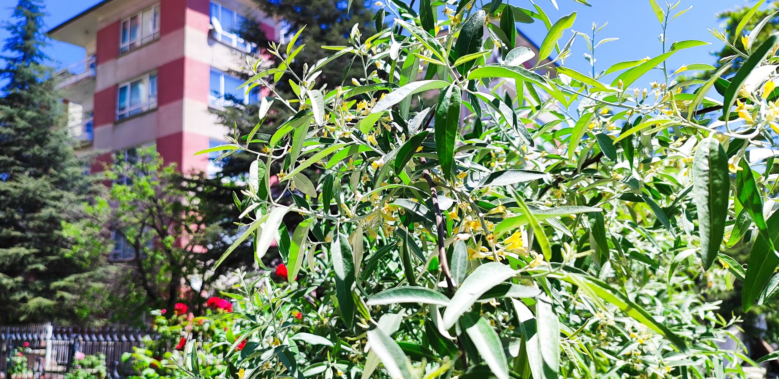 Sizin Düşleriniz De İğde Kokuyor Mu?