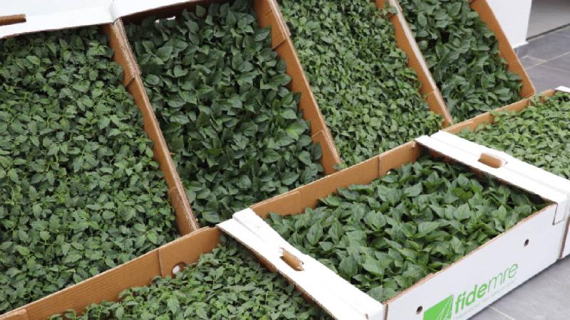 Akıncılar’da salçalık domates ve biber fidesi dağıtıldı