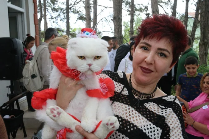 Tokat’ta kedi güzellik yarışması düzenlendi