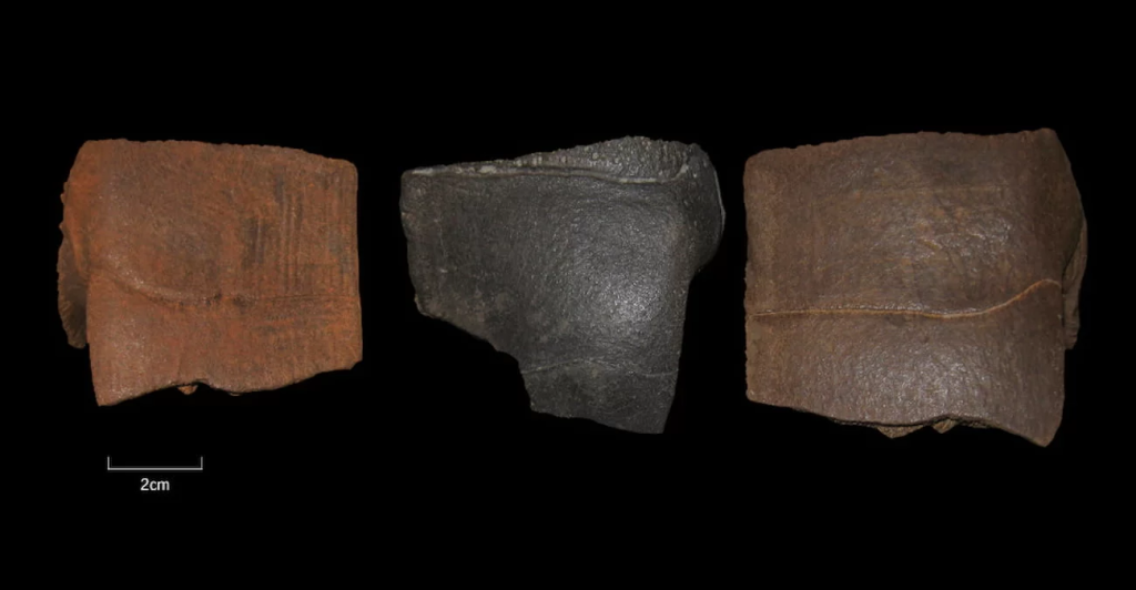 Magdeburg yakınlarındaki Buz Devri kaplumbağası buluntuları