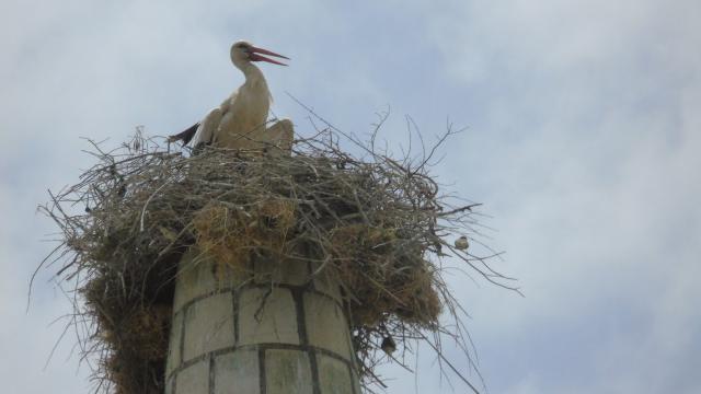 Leylek yuva yapınca depremde yıkılan minarenin onarımı yine ertelendi