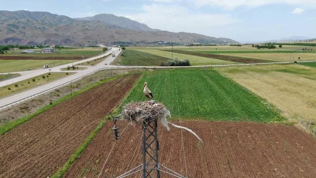 Elazığ’daki köy, 10 leylek yuvasına ev sahipliği yapıyor