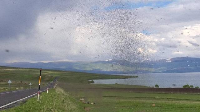 Çıldır Gölü’nü milyonlarca ‘göl sineği’ sardı