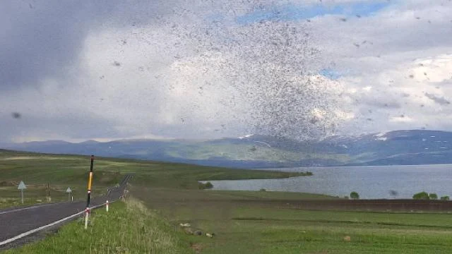 Çıldır Gölü’nü milyonlarca ‘göl sineği’ sardı