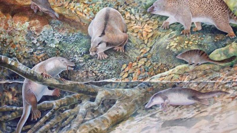 Avustralya’da tek delikliler takımına ait yeni türler keşfedildi