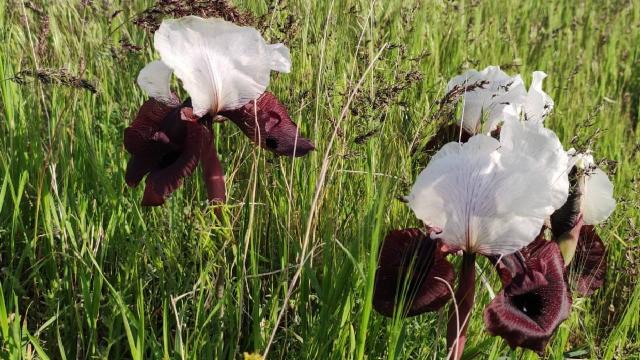 Ağrı Dağı eteklerinde açan kurt kulağı doğaya güzellik katıyor