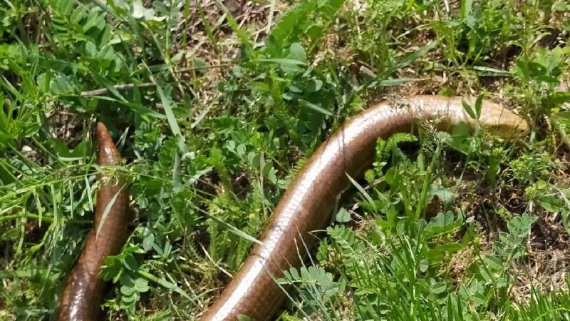 Ağrı Dağı eteklerinde oluklu kertenkele görüldü