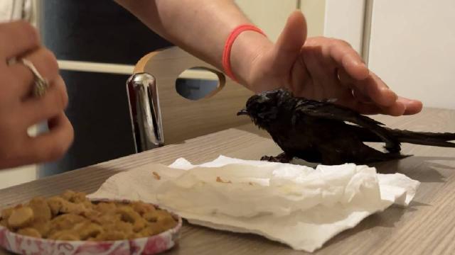 Bartın’da ev hanımının bakımını üstlendiği yaralı ebabil iyileşti