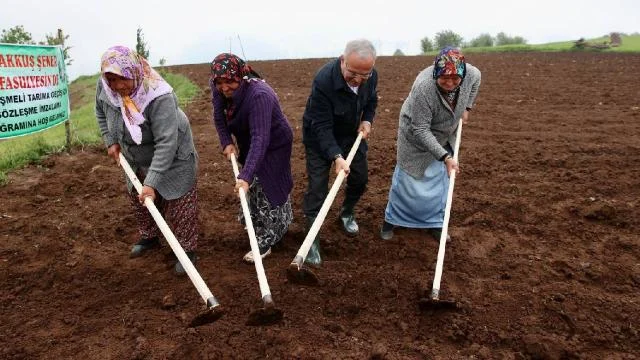 Ordu’da tescilli Akkuş şeker fasulyesinin ekimi gerçekleştirildi