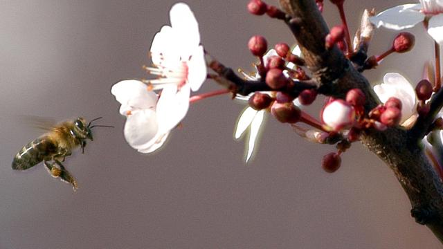 Bal arısı ırkları gen bankasıyla korunacak
