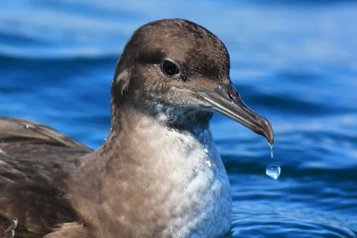 Nesli tükenme tehlikesi altında olan Yelkovan kuşları 7/24 izleniyor