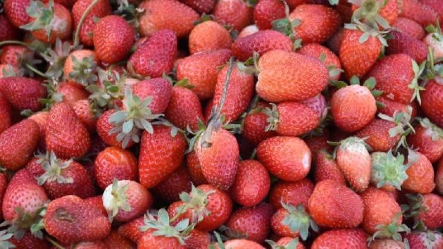 Malatya’da çilek hasadı başladı