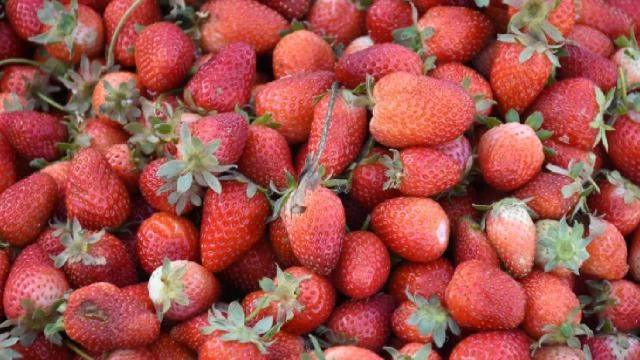 Malatya’da çilek hasadı başladı