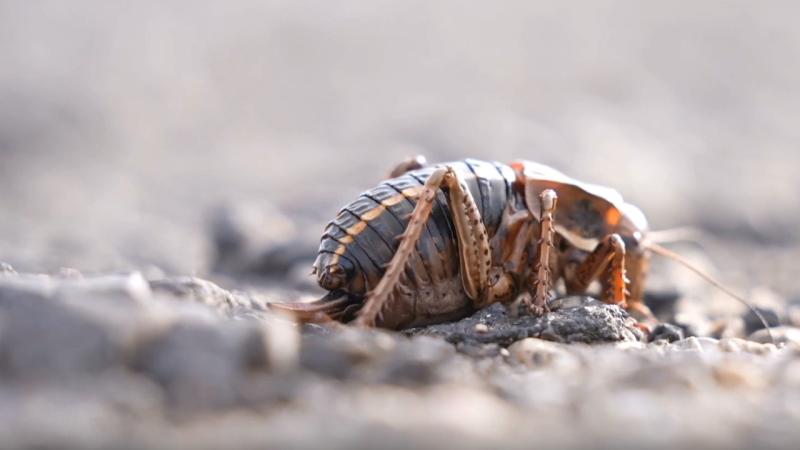 Şırnak’ta görülen “yamyam tombul çekirge” inceleniyor