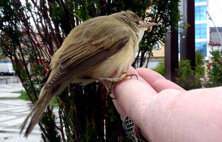 Kars’ta bitkin bulunan kamışçın kuşu tedavi altına alındı